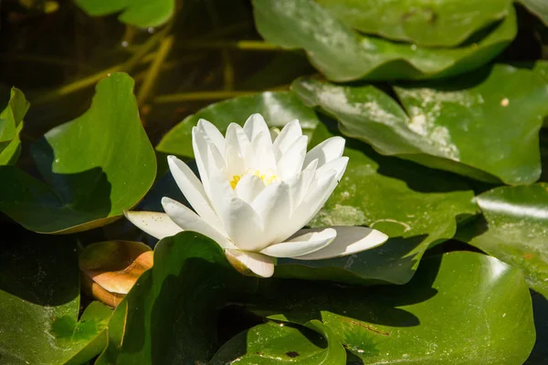 Floating waterlily in pond — Stock Photo, Image