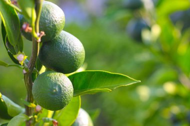 Yeşil bir ağaç üzerinde limonu