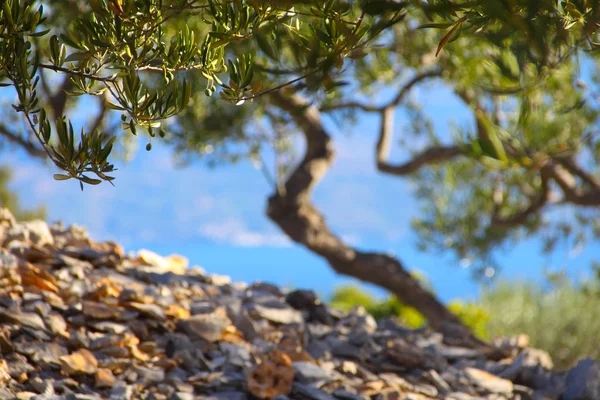 Bahçesinde zeytin ağaçları — Stok fotoğraf