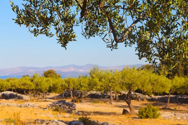 Olivenbäume im Garten — Stockfoto