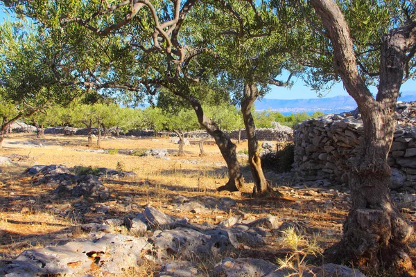 Olivenbäume im Garten — Stockfoto