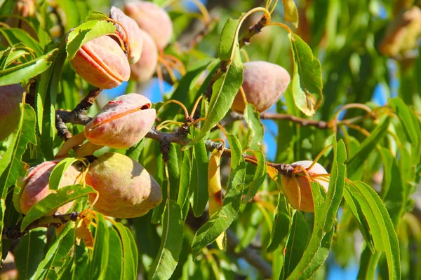 Almond on tree — Stock Photo, Image