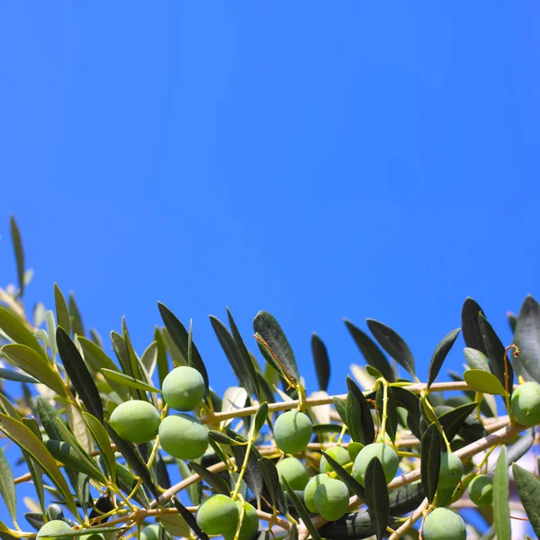 Aceitunas en una rama —  Fotos de Stock