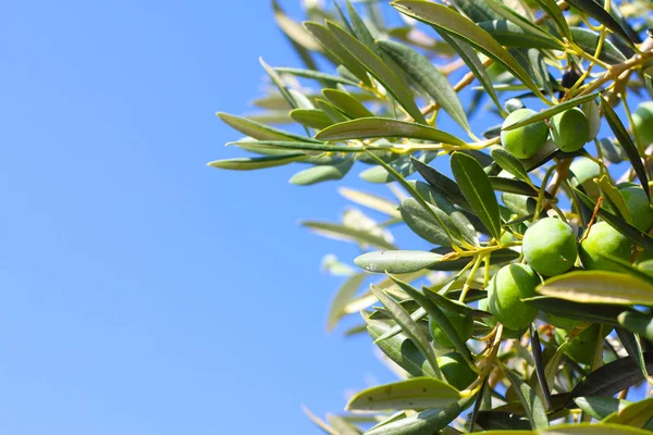 在树枝上的橄榄 — 图库照片