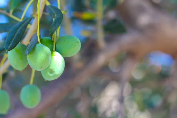 Aceitunas en una rama —  Fotos de Stock