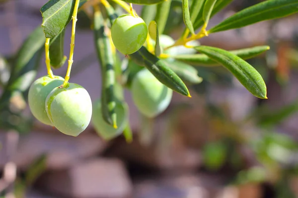 Olive su un ramo — Foto Stock