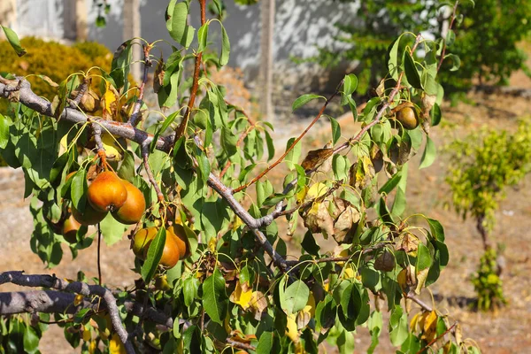 Mogna organiska sorter päron — Stockfoto