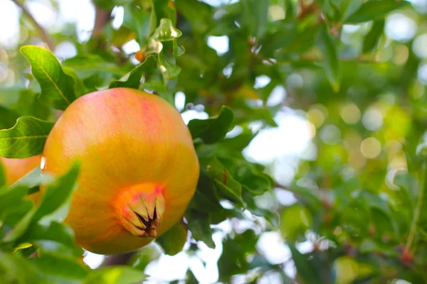 Ripe pomegranate fruit on branch — Stock Photo, Image