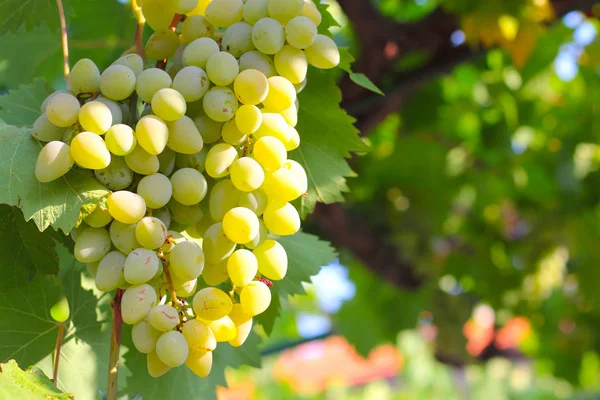 Green grapes on summer vine — Stock Photo, Image