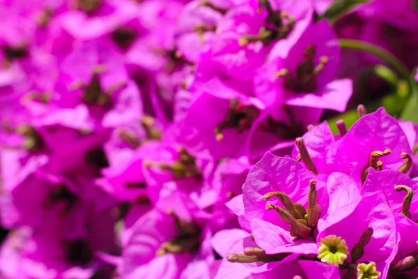 Bougainvillea sfondo fiore — Foto Stock