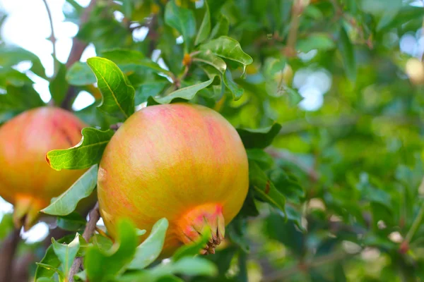 Ripe pomegranate fruit on branch — Stock Photo, Image