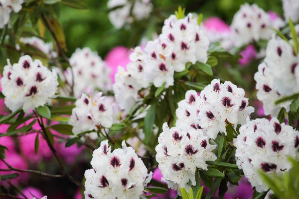 Flor blanca de Azalea —  Fotos de Stock