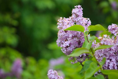 Bahar arka planda Leylak çiçekleri