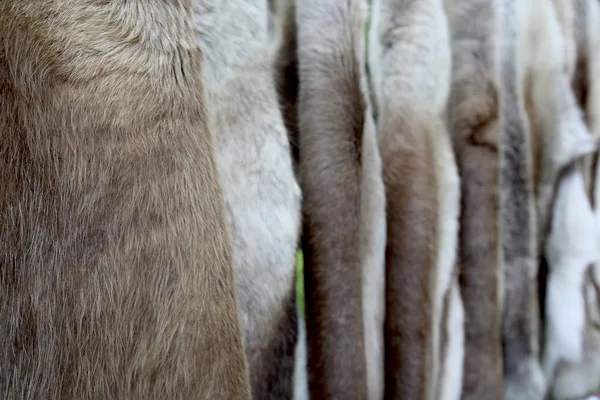 Skins trapping of deers — Stock Photo, Image