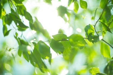 yeşil yapraklar arkaplan