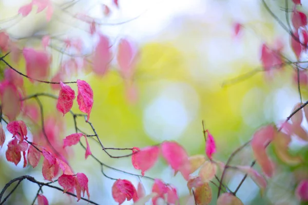 Outono arbusto rosa na floresta — Fotografia de Stock
