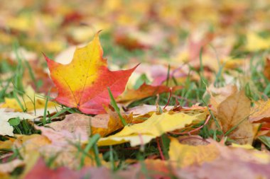 Sonbahar yaprakları yerde