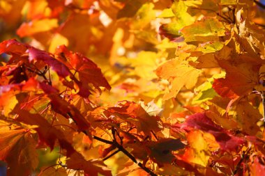 sonbahar yaprakları arka plan