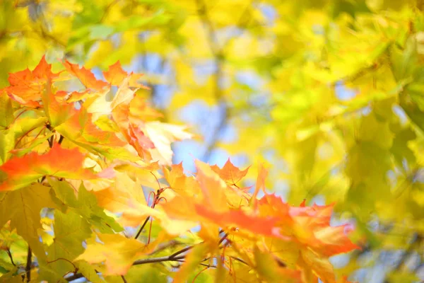 Amarelo outono bordo árvore fundo — Fotografia de Stock