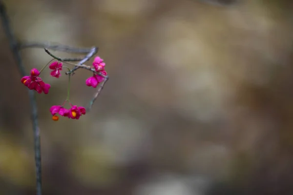 Şanlı Antigonon pembe çiçek — Stok fotoğraf