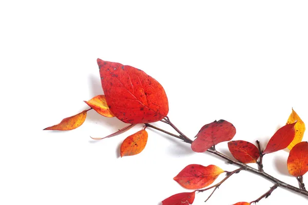 Ramo de folhas de outono em branco — Fotografia de Stock