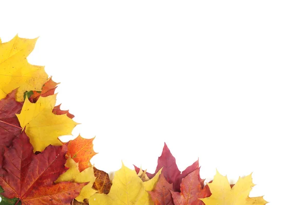 秋天的叶子在白色上 — 图库照片