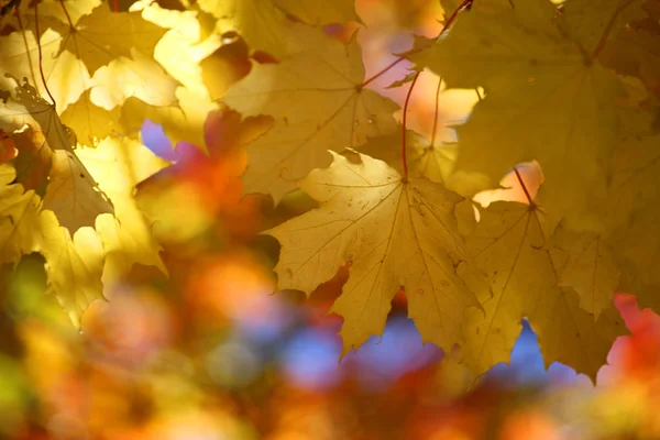 Hojas de otoño fondo —  Fotos de Stock