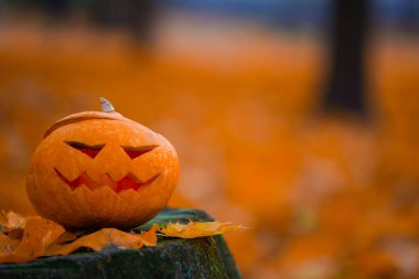 Cadılar Bayramı Balkabağı güdük üzerinde