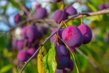 Ağaçta olgun erikler