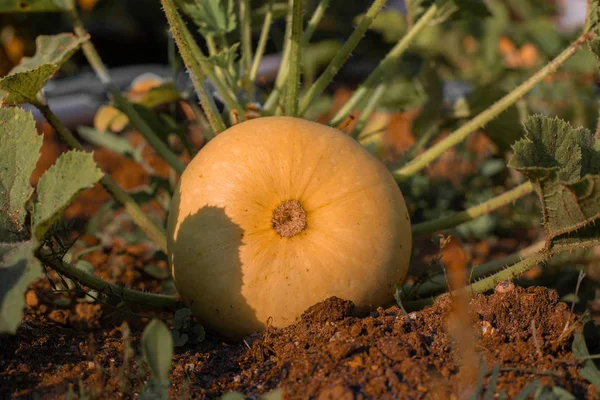 Pumpkin plant on field — Stock Photo, Image