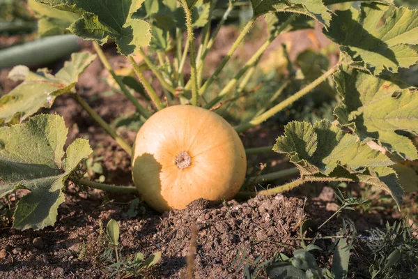 Pumpkin plant on field — Stock Photo, Image