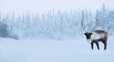 Kış ormanında büyük erkek geyik
