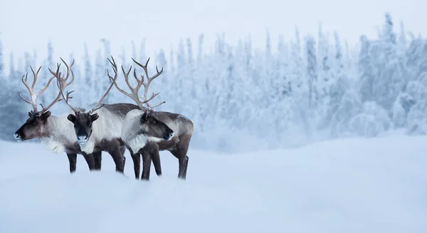 Ciervos machos grandes en bosque de invierno —  Fotos de Stock