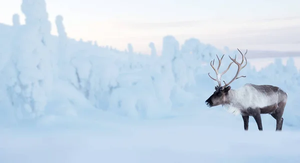 Cervos machos grandes na floresta de inverno — Fotografia de Stock