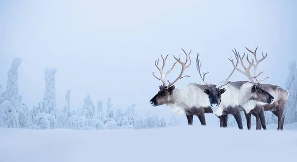 Cervos machos grandes na floresta de inverno — Fotografia de Stock