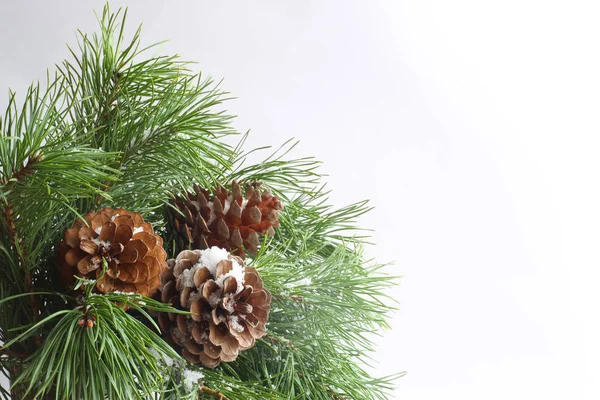 Pine tree on white — Stock Photo, Image