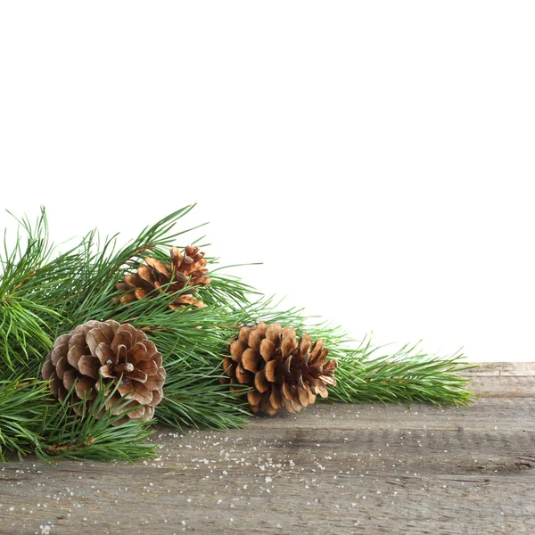 Pine cone and branch — Stock Photo, Image