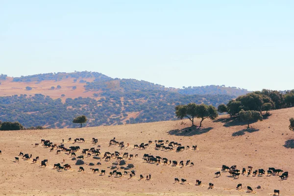 Herd Van Raszuivere Stieren Prachtige Spaanse Weide — Stockfoto