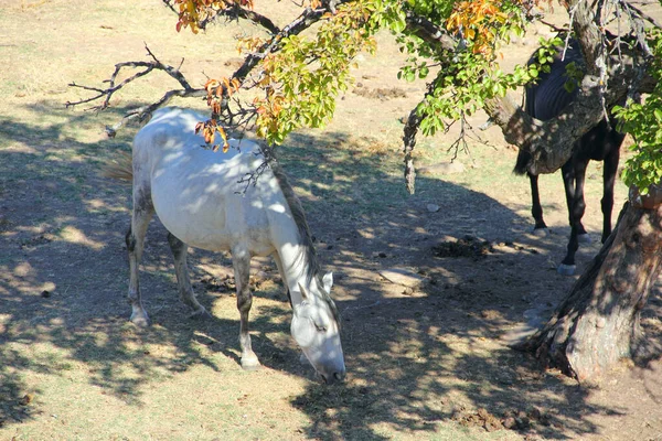 干草草原上的纯种 纯种的西班牙马 — 图库照片