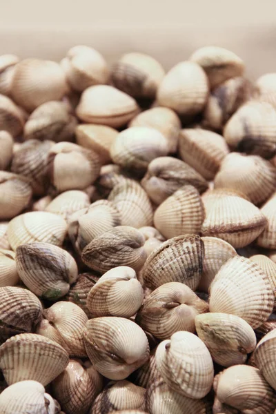 Färska Musslor Vongole Snäckskal Bakgrund Närbild Marknaden — Stockfoto