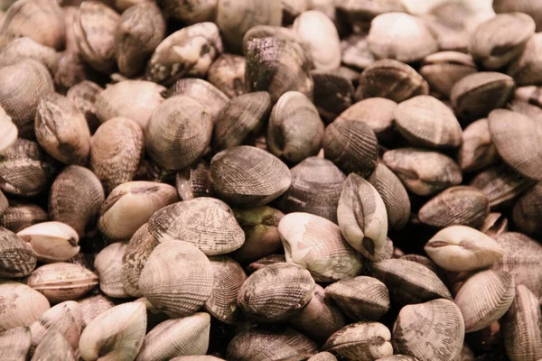 Palourdes Fraîches Crues Coquillages Vongole Fond Close Marché — Photo