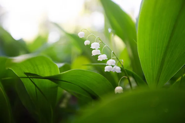 薄日の森の中の谷の春の花のユリ — ストック写真