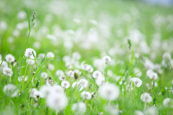Sommar Fält Vita Maskrosor Blommor Naturlig Bakgrund — Stockfoto