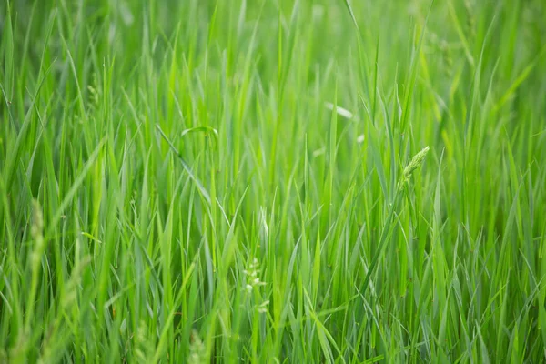 新鮮な春の草の自然背景純度新鮮静けさの概念 — ストック写真