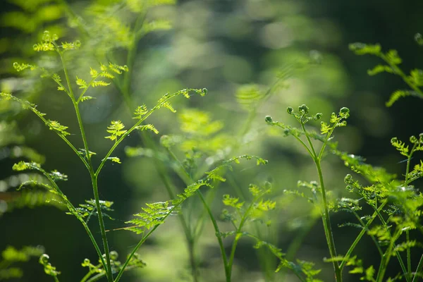 Güneş Işığında Genç Eğreltiotu Yaprağı Doğal Orman Arka Planında — Stok fotoğraf