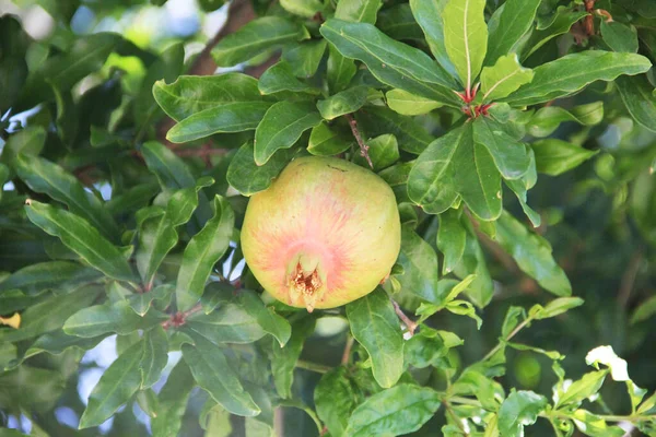 Granatäpplen Träd Bondgård — Stockfoto