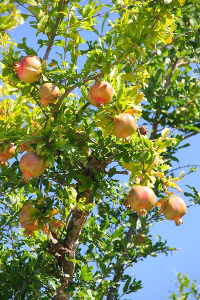 Many Pomegranate Fruits Tree Farm Garden — Stock Photo, Image