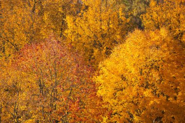 Turuncu sonbahar huş yapraklarının güzel arka planı
