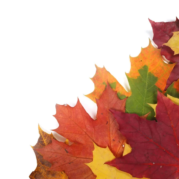 Krásné Barevné Podzimní Listí Izolované Bílém Pozadí — Stock fotografie