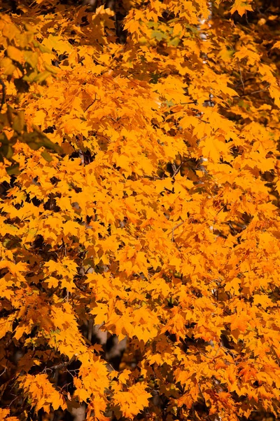 Beau Fond Naturel Feuilles Érable Automne Orange — Photo